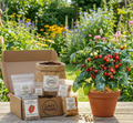 The Big Veg - Tomato F1 'Tiny Temptations' Dwarf Red Sweet Cherry Tomato Kit