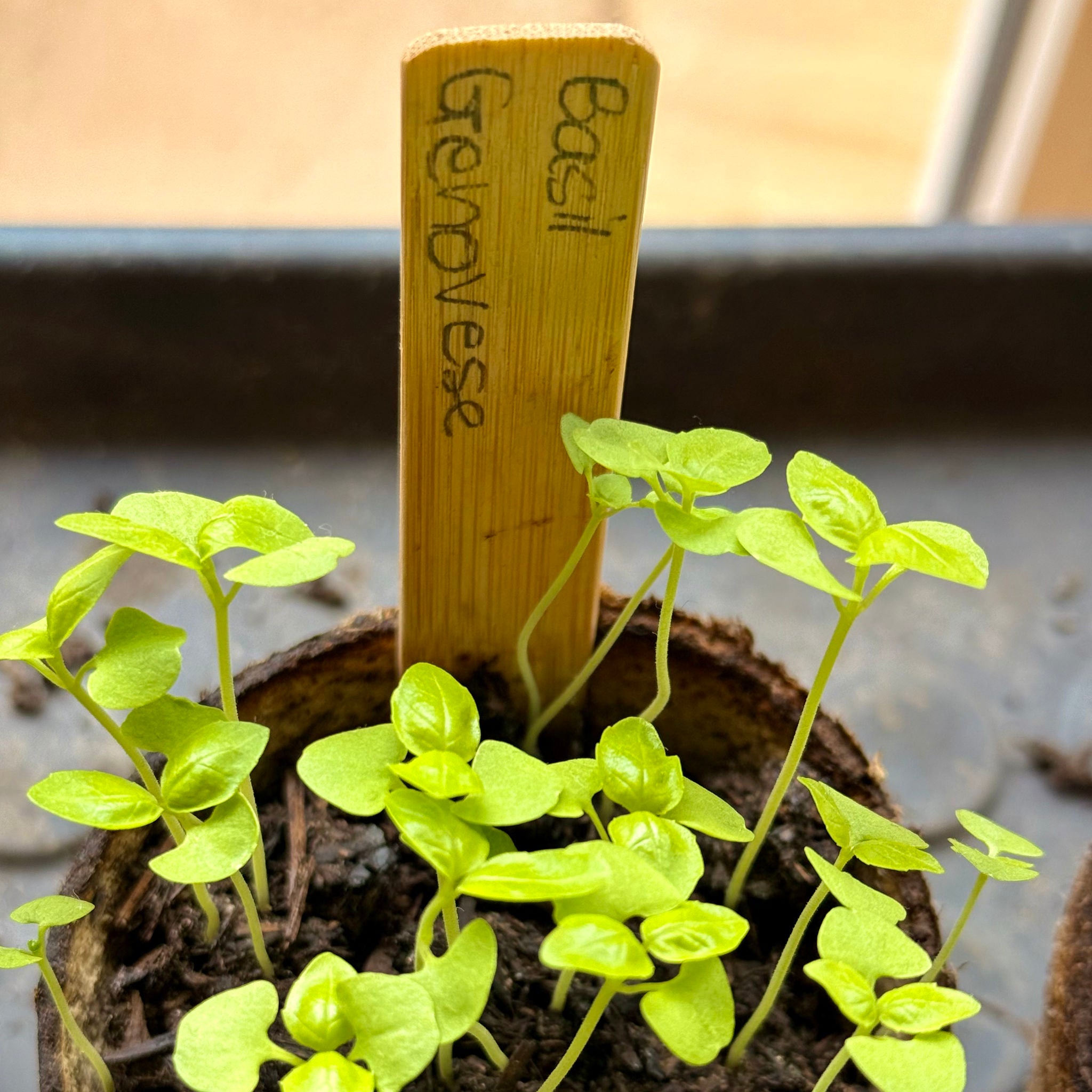 Freshly sown basil seedlings, including 'Basil Genovese', growing in a fibre pot with a bamboo plant label.