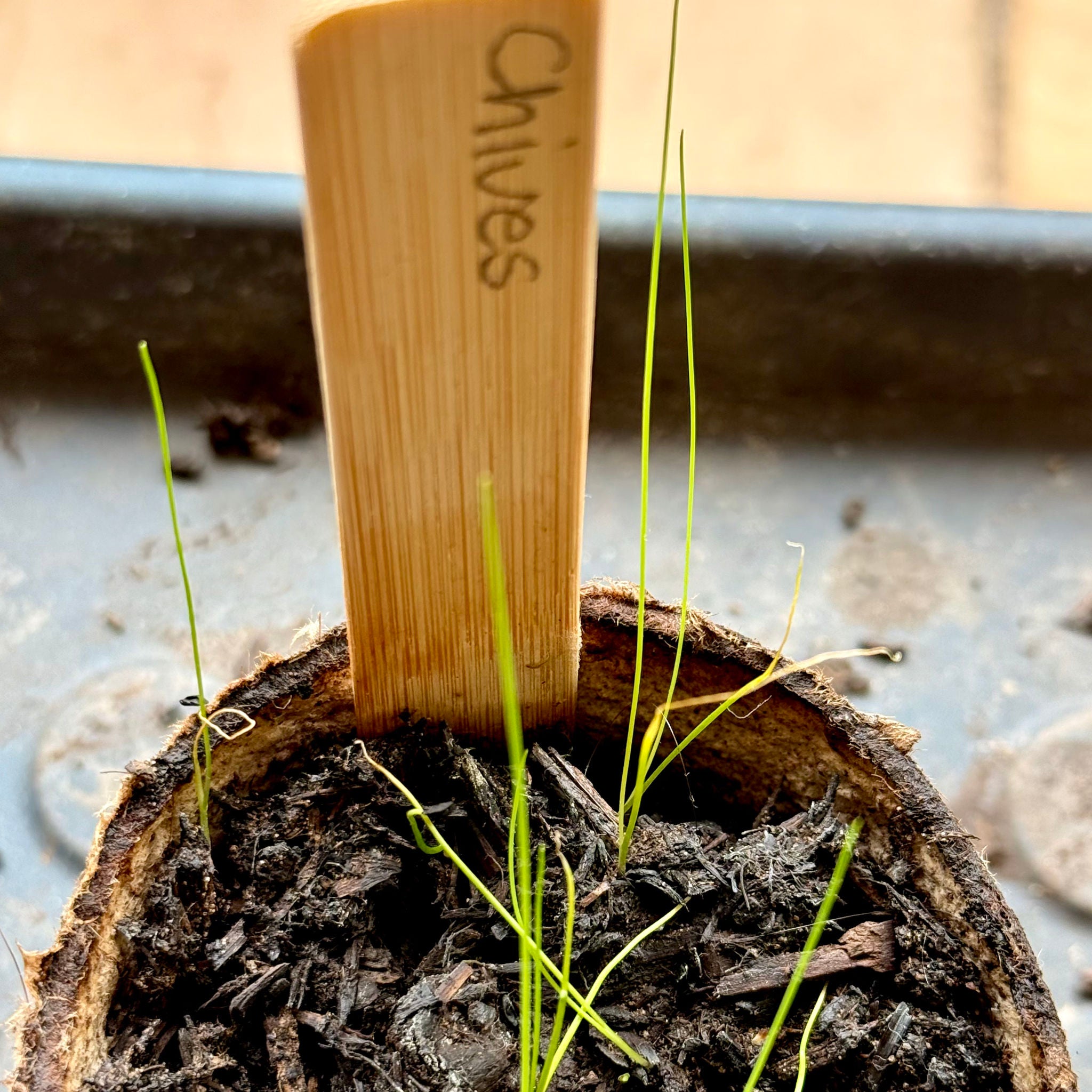 A close-up of small potted chives seedlings plants with green sprouts growing in dark soil inside a fibre pot, featuring a bamboo label marker handwritten with the word 'Chives'.