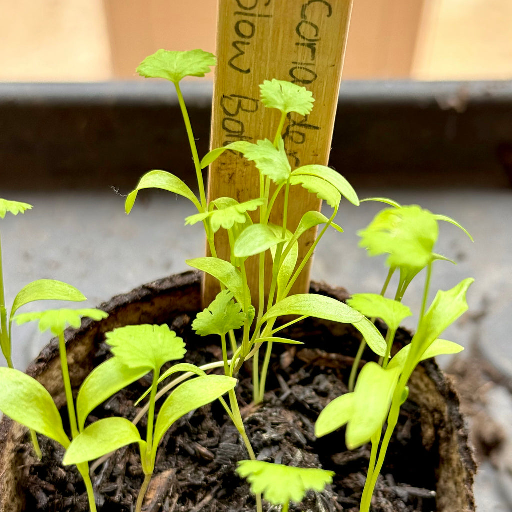 A close-up of a potted plant with bright green coriander seedlings growing in dark soil, featuring a wooden stake labeled Coriander 'Slow bolt'.