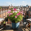 Cosmos bipinnatus dwarf mix plants with pink and white flowers growing on a balcony in a blue upcycled metal bucket container with an outdoor chair on either side of the planter.