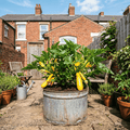 Courgette 'Atena Polka' F1 — The Big Veg