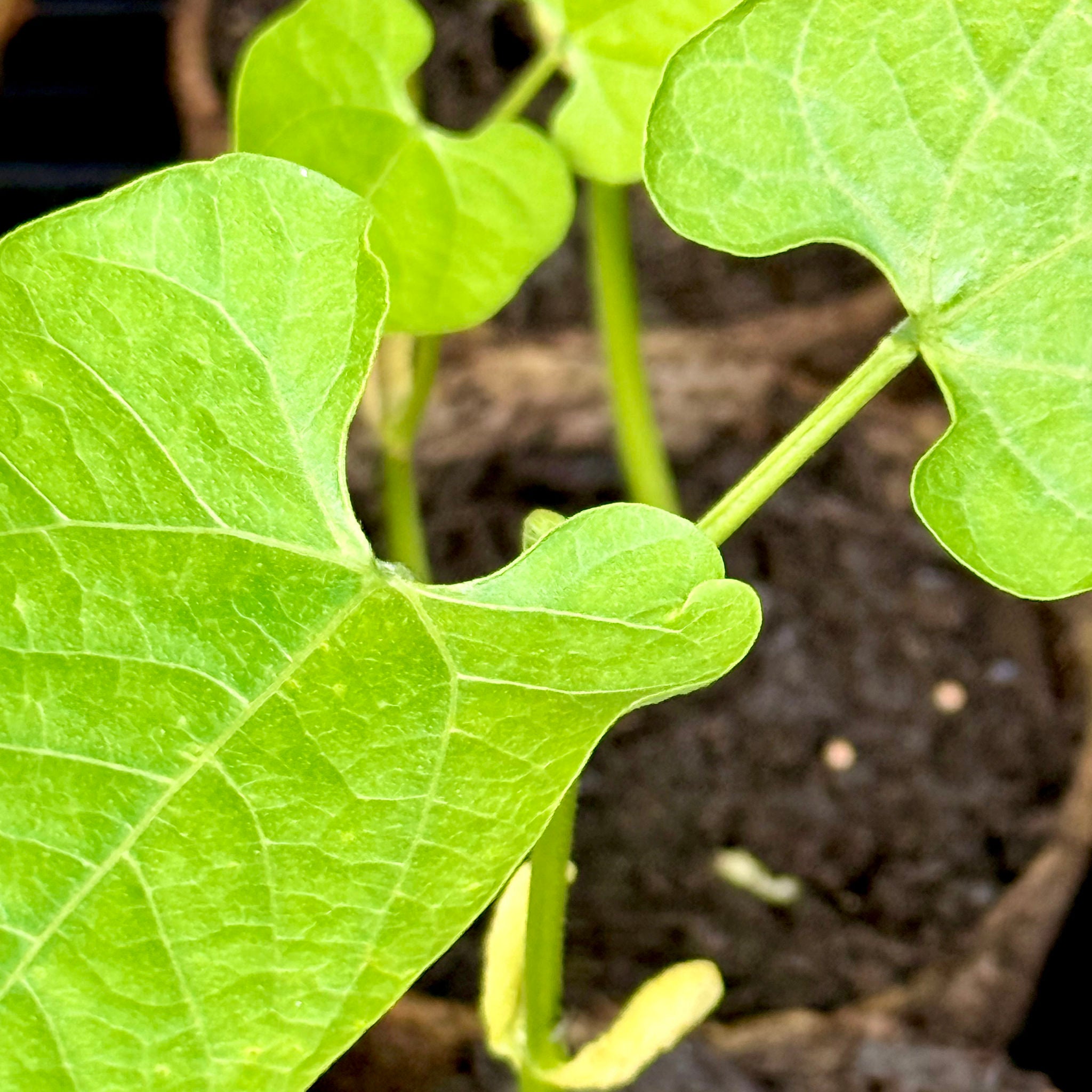 Dwarf French Bean 'Slenderette' | The Big Veg