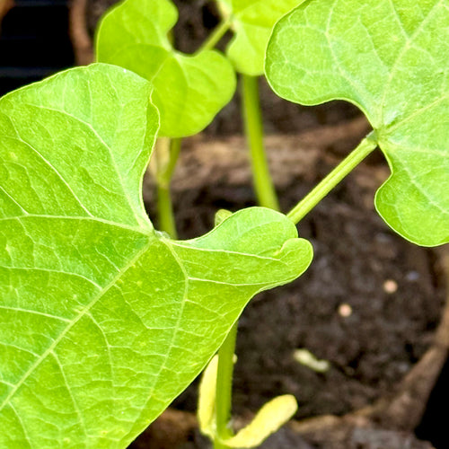 Dwarf French Bean 'Slenderette' | The Big Veg