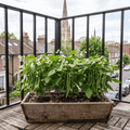 Dwarf French Bean 'Safari' | The Big Veg