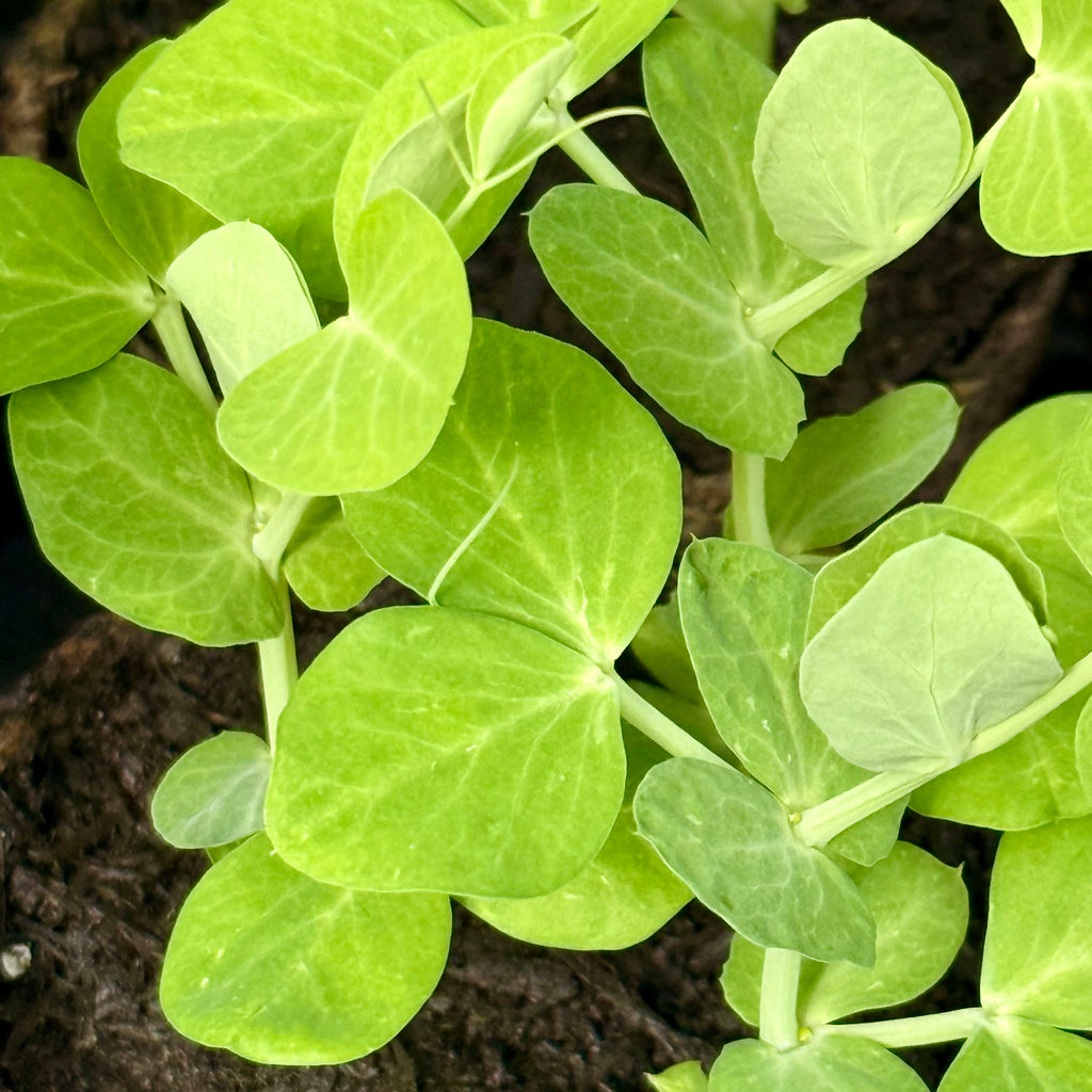 Pea 'Petit Provençal' | The Big Veg