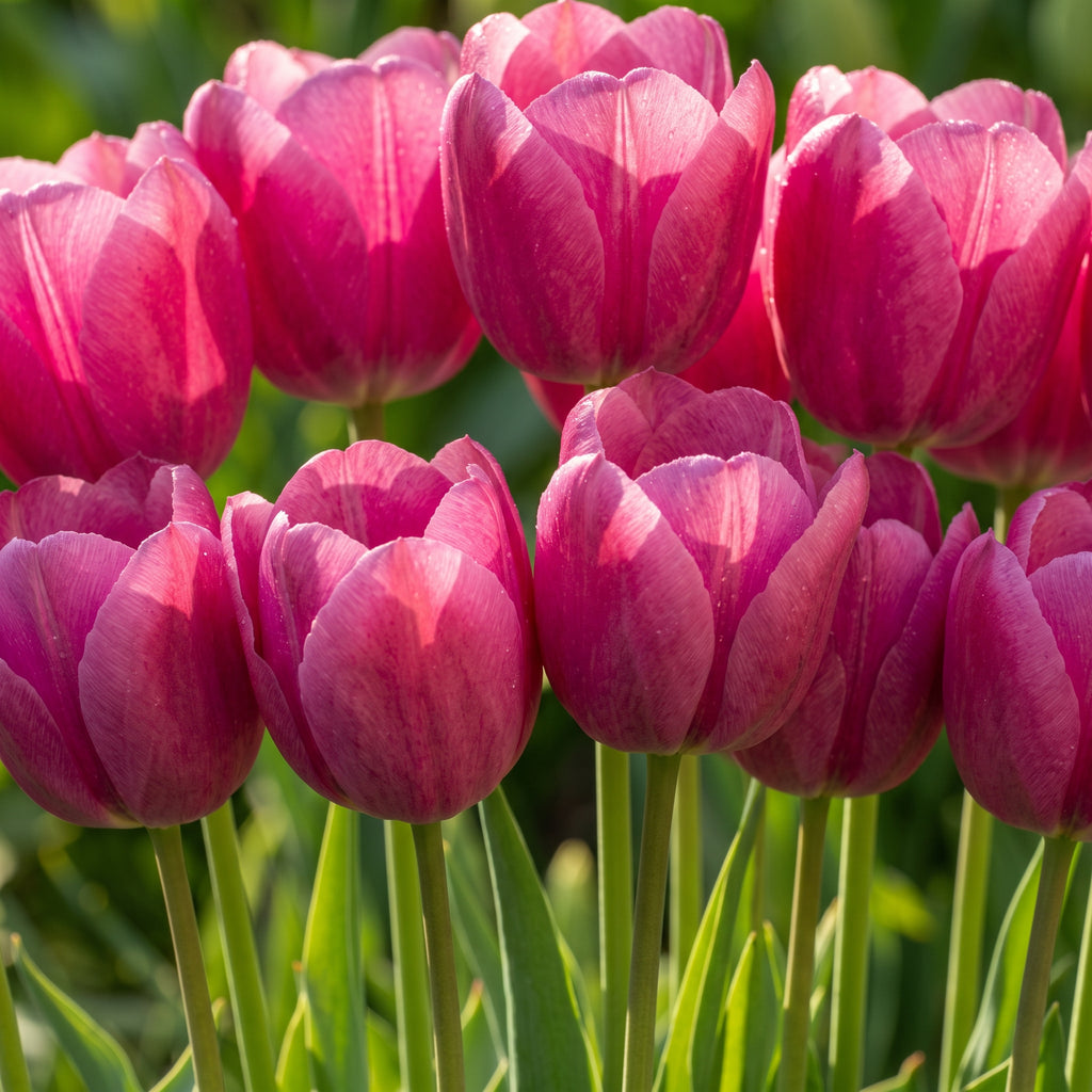 A close-up of vibrant magenta-pink 'Jumbo pink' tulips with green stems and leaves, set against a soft, blurred green garden background.