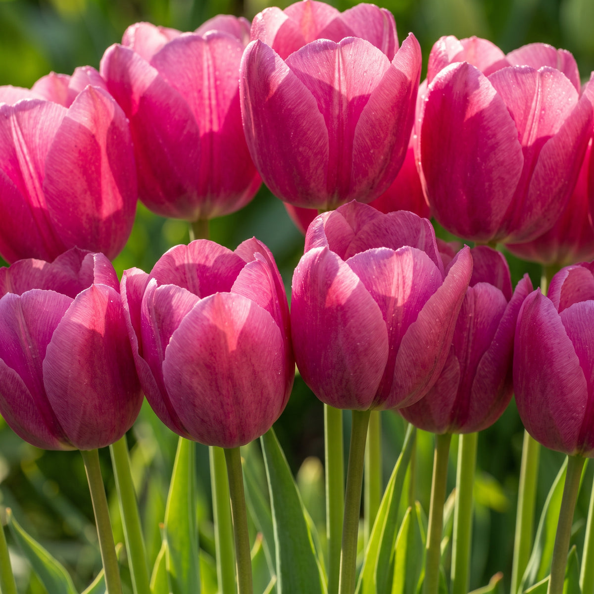 A close-up of vibrant magenta-pink 'Jumbo pink' tulips with green stems and leaves, set against a soft, blurred green garden background.