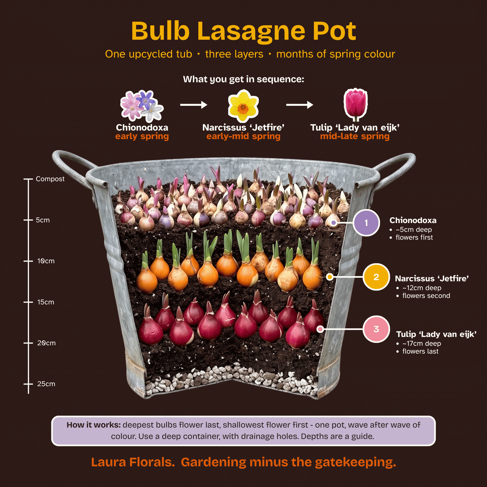 An infographic-style product image for a Bulb Lasagne Pot by Laura Florals, showing a tub filled with layered spring bulbs in different colors and depths, with explanatory text and depth markers on a dark brown background.