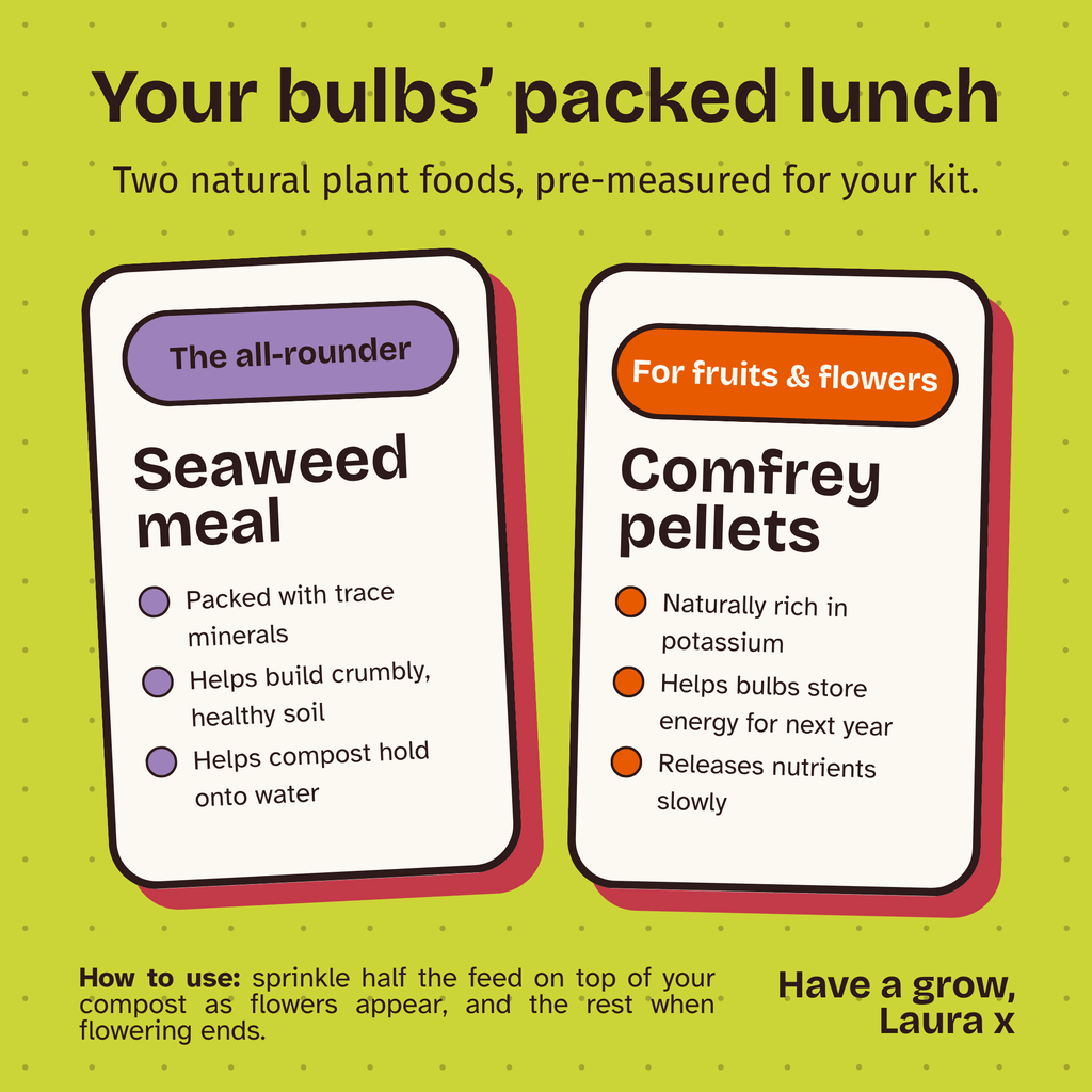 An infographic for a bulb planting kit showing two pre-measured plant foods: 'Seaweed meal' and 'Comfrey pellets'. The graphic has a lime green background with cocoa brown text and uses purple and orange labels on white rounded-rectangle cards with pink drop shadows.