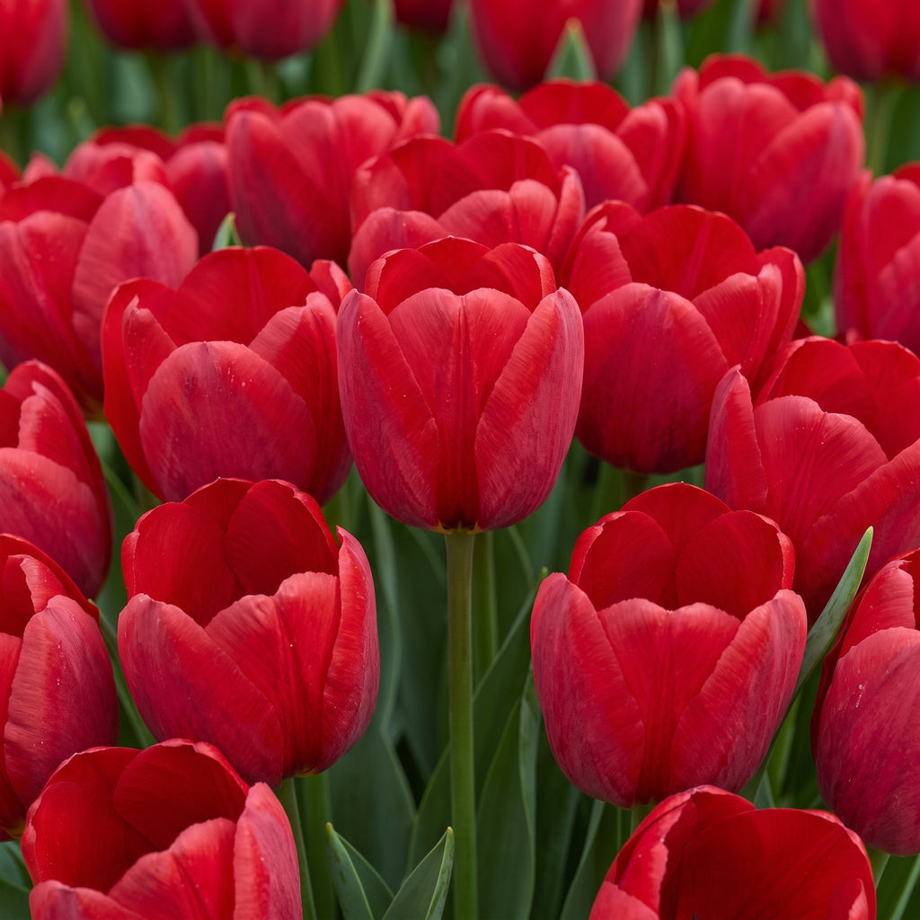 Tulip Grow Kit — 'Ile de france' Bold Red | The Bloom Boom