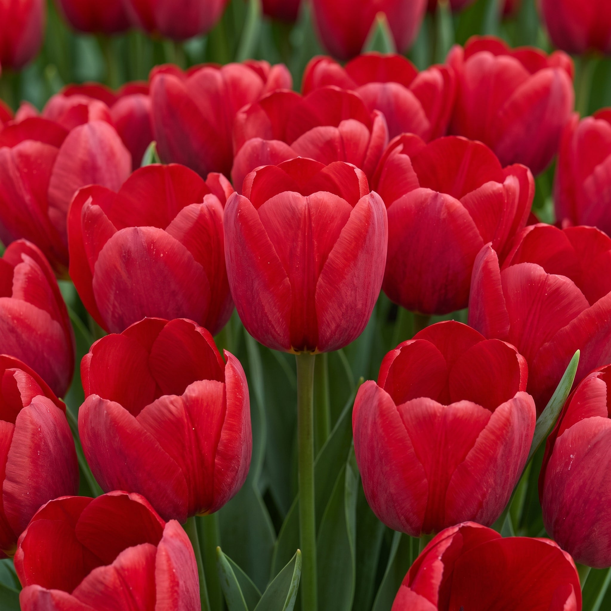 Tulip Grow Kit — 'Ile de france' Bold Red | The Bloom Boom