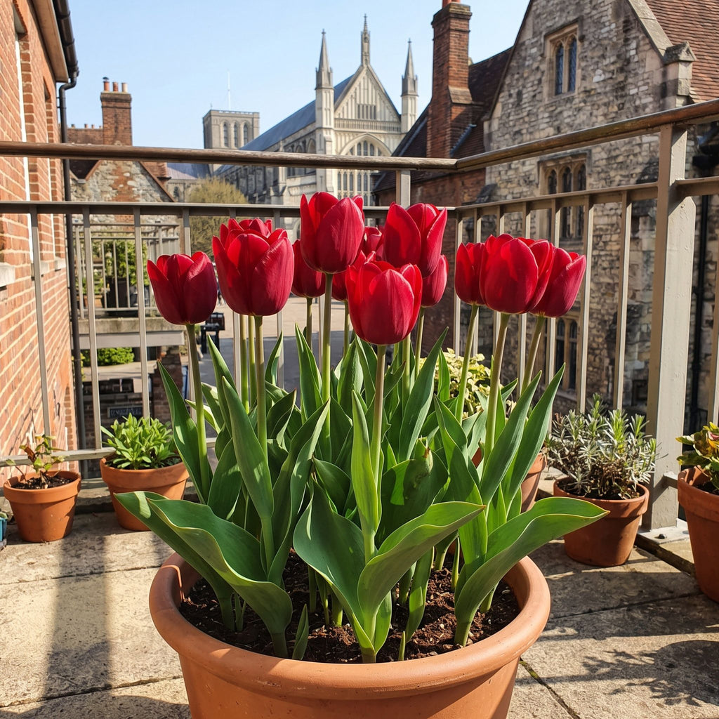 Tulip Grow Kit — 'Ile de france' Bold Red | The Bloom Boom