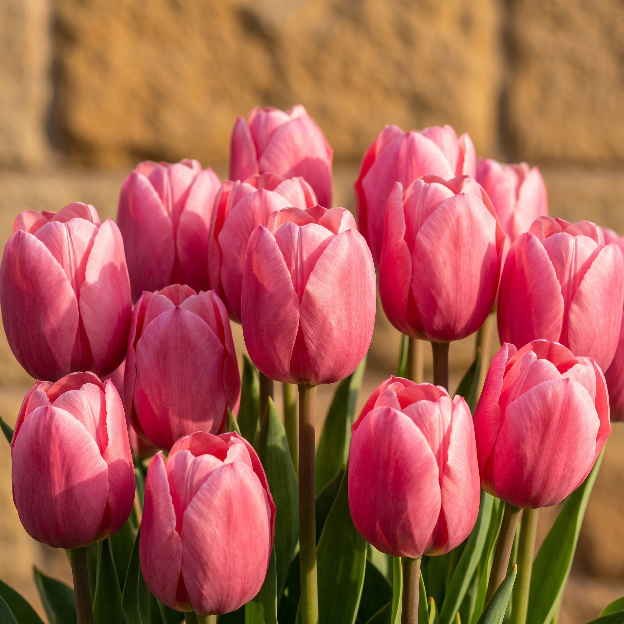 Pink Tulip 'Pink Impression' in bloom against a golden sandstone wall, grown in a container in Glasgow.