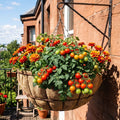 A large woven hanging planter filled with tomato plants and orange marigold flowers, suspended from a metal bracket against a brick building wall grown from a Laura Florals eco friendly planting kit.