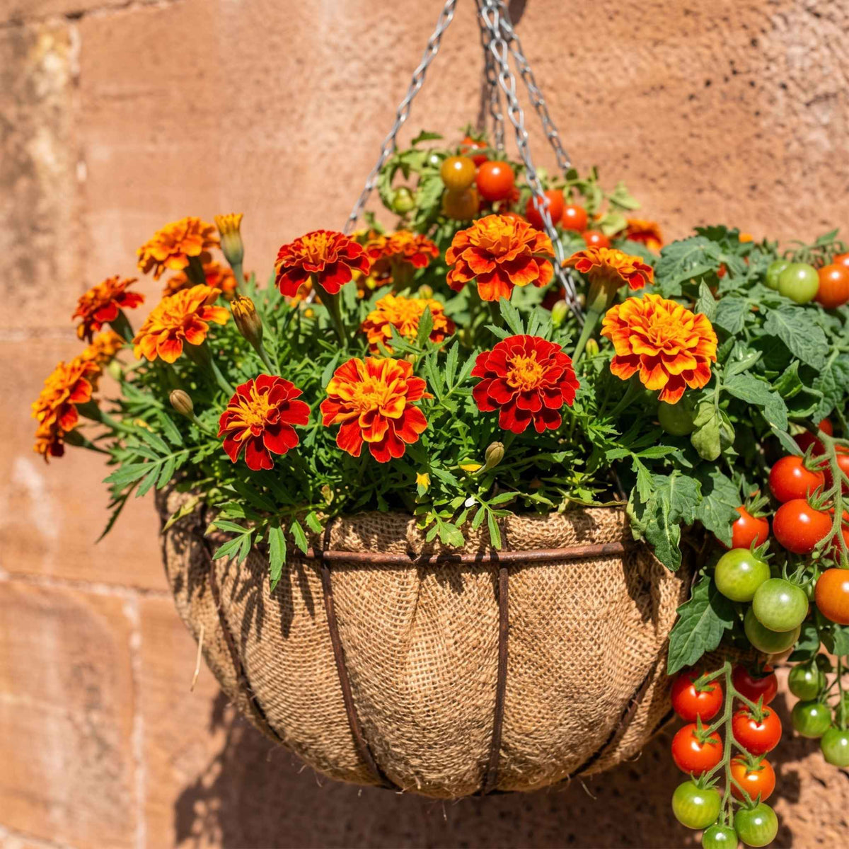 A hanging basket lined with hessian and  filled with orange and red flowering marigold companion plants  and dwarf, trailing tomato plants with green and red cherry tomatoes, hanging against a warm sandstone wall in Glasgow.