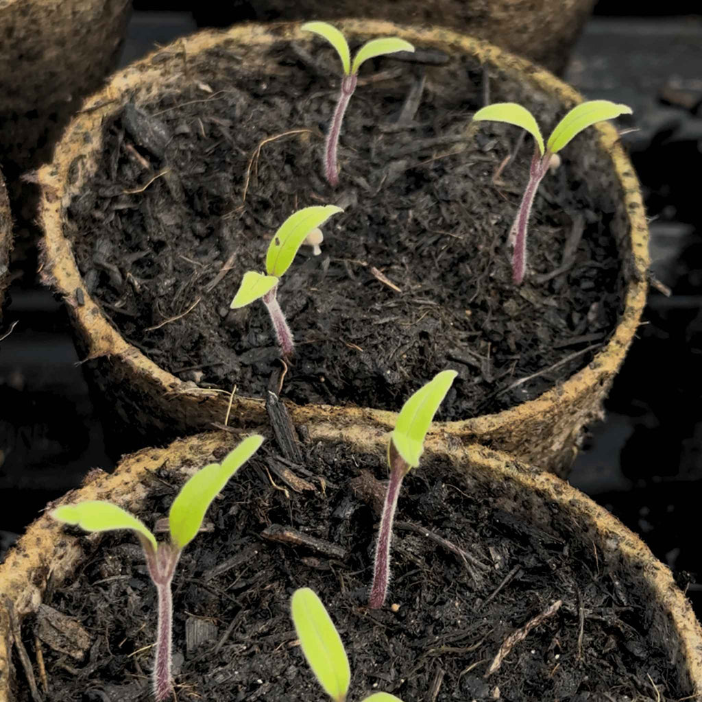 Young dwarf tomato seedlings with purple stems growing in small eco friendly, biodegradable brown fibre pots filled with dark soil.
