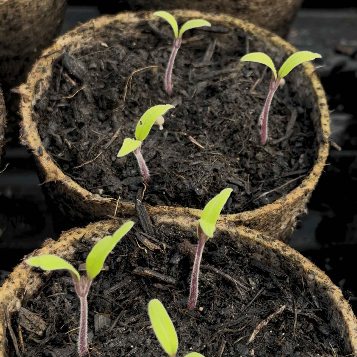 Young dwarf tomato seedlings with purple stems growing in small eco friendly, biodegradable brown fibre pots filled with dark soil.