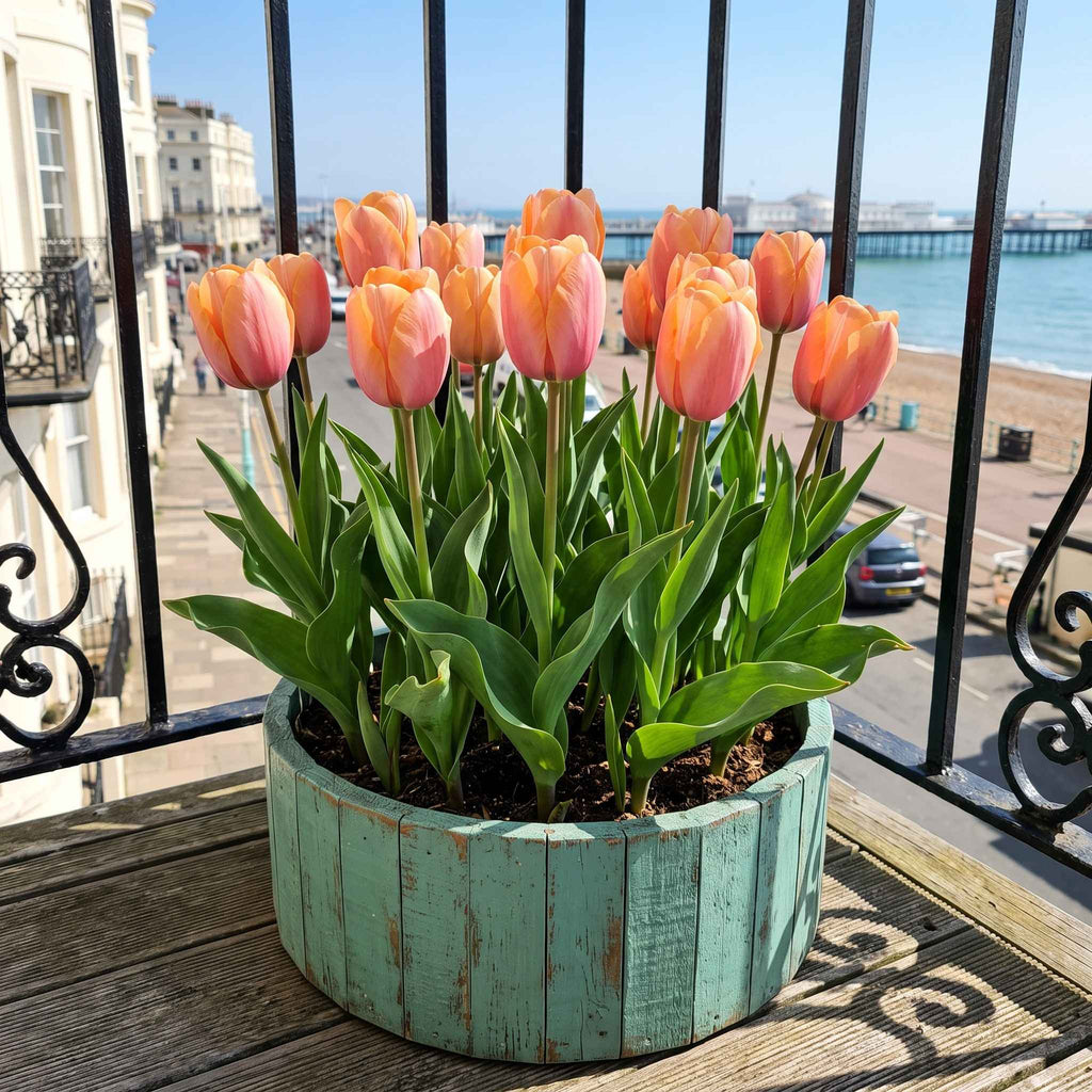 An upcycled turquoise planter box filled with apricot-peach-pink tulips and green leaves, placed on a wooden balcony overlooking a seaside town and pier in Brighton.