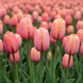 A close-up view of a tulip field with several pink apricot impression tulips in bloom, their green stems and leaves visible against a soft-focus background of more apricot pink tulips.