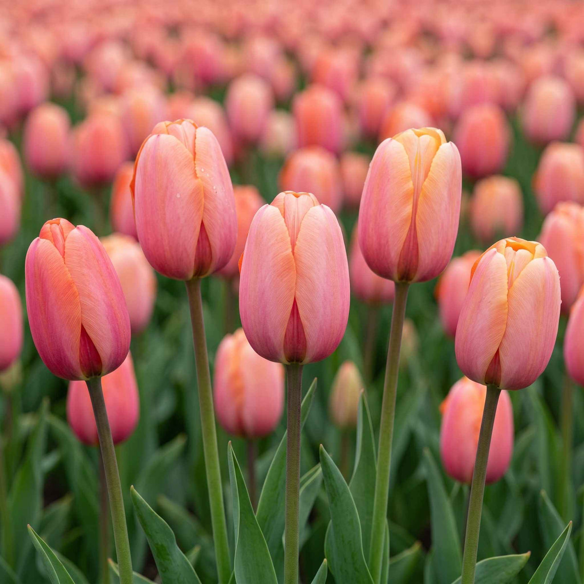 A close-up view of a tulip field with several pink apricot impression tulips in bloom, their green stems and leaves visible against a soft-focus background of more apricot pink tulips.