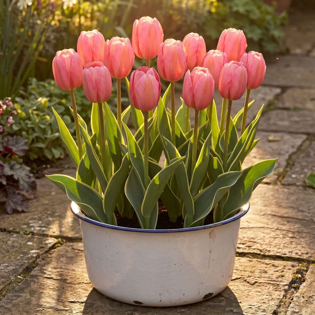 A group of pink tulips with green and cream variegated leaves growing in an upcycled white enamel pot with a blue rim, placed on a stone patio in a garden.