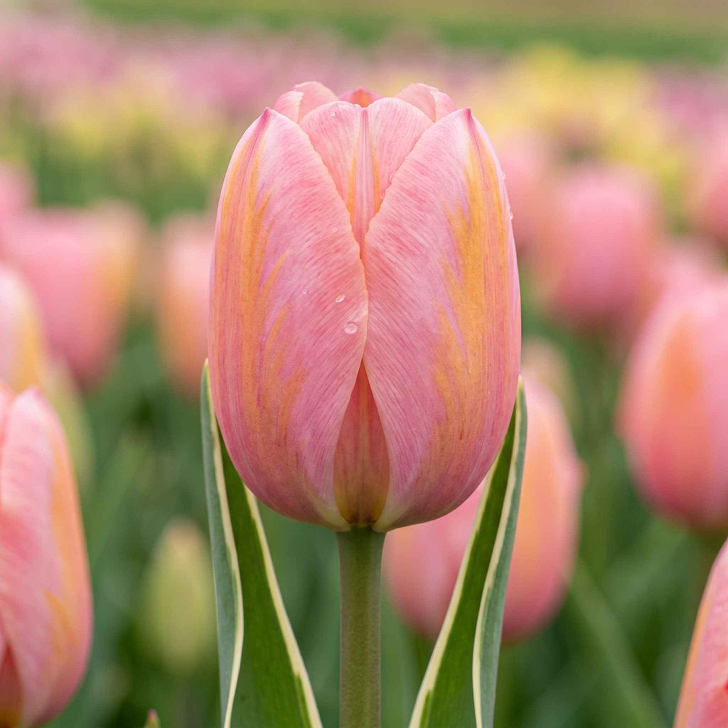 A close-up of a pink tulip 'Design Impression' bud with cream variegation on the leaves, standing in a field of blurred pink and yellow tulips.