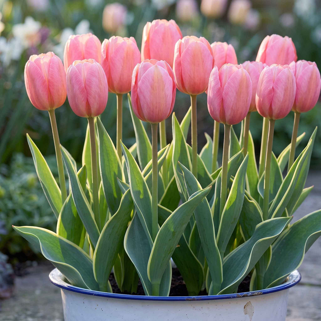 A cluster of pink 'Design Impression' tulips with long green variegated  leaves growing in a white enamel pot with a blue rim, photographed outdoors in a garden setting.