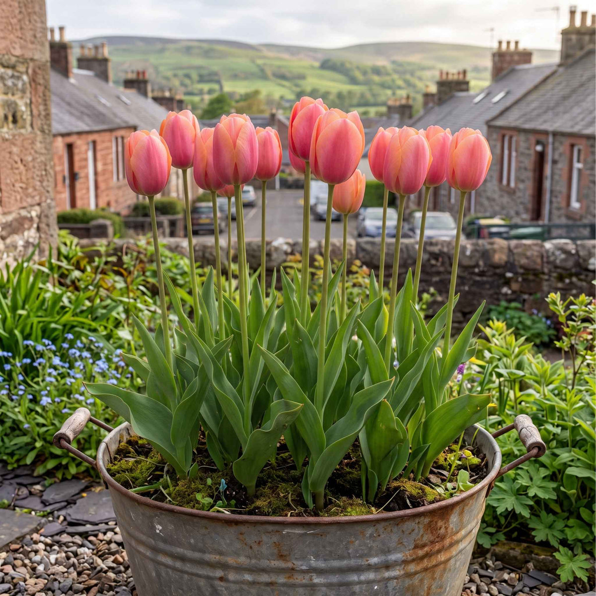 Tulip Planting Kit — 'Menton' Late-Flowering Pink | The Bloom Boom