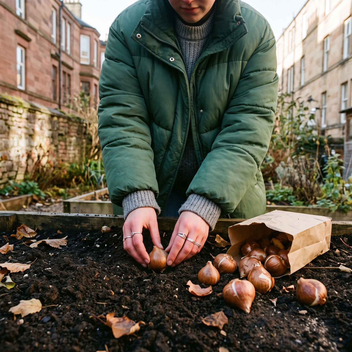 Tulip Planting Kit — 'Menton' Late-Flowering Pink | The Bloom Boom