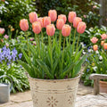 Tulip Planting Kit — 'Menton' Late-Flowering Pink | The Bloom Boom