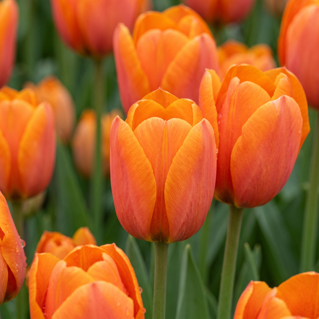 Close-up of vibrant orange tulip 'Orange cassini' flowers in full bloom with green stems and leaves, photographed outdoors in a garden setting.