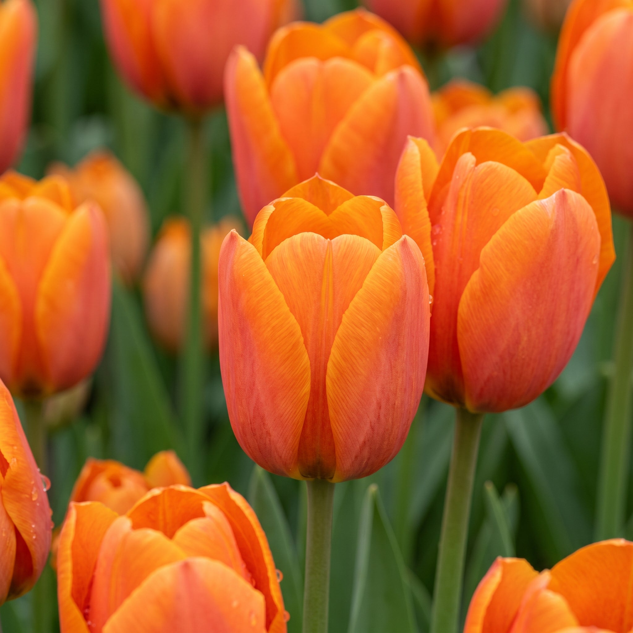 Close-up of vibrant orange tulip 'Orange cassini' flowers in full bloom with green stems and leaves, photographed outdoors in a garden setting.