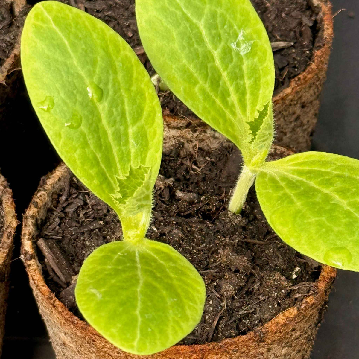 A close-up of two young courgette seedlings with large bright green seed leaves, growing in a brown fibre pot filled with dark peat-free compost.