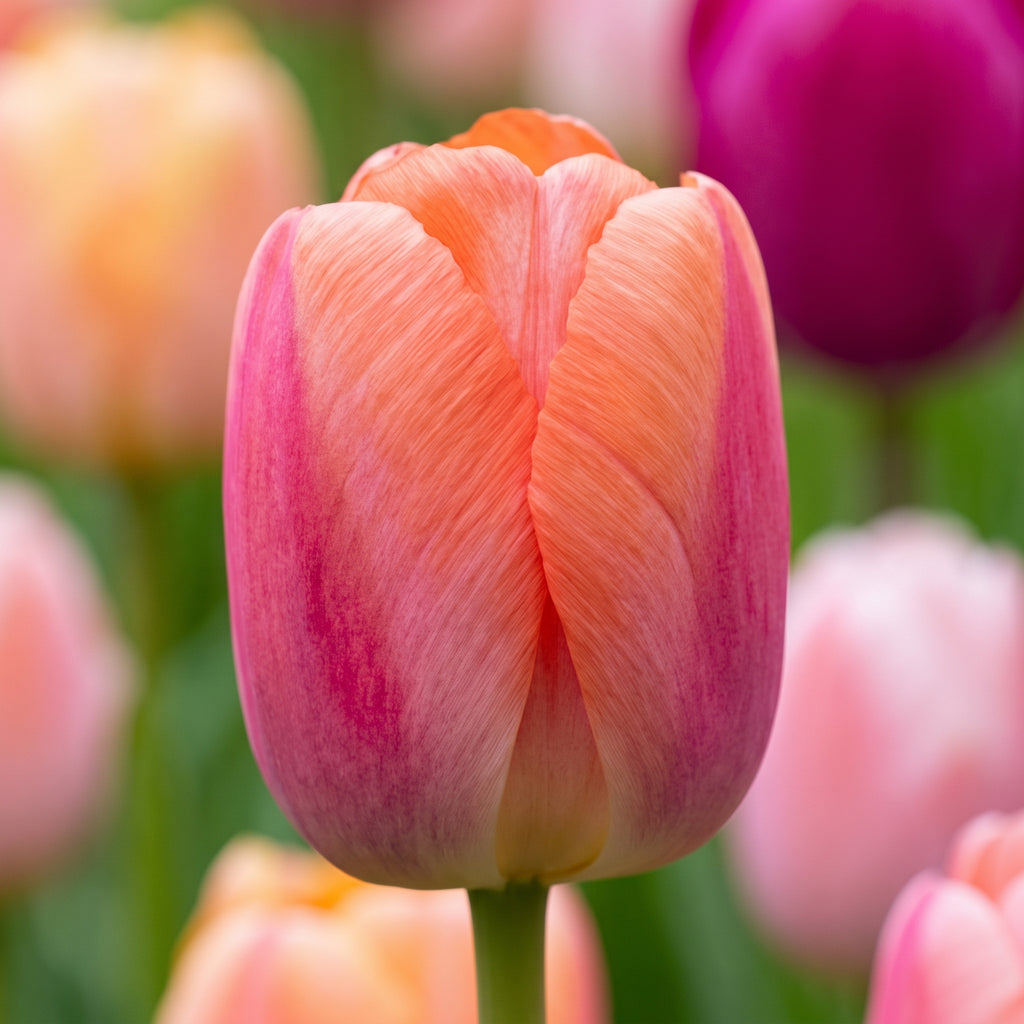 Pink and orange shades of Tulip 'Orange Pride' petals.