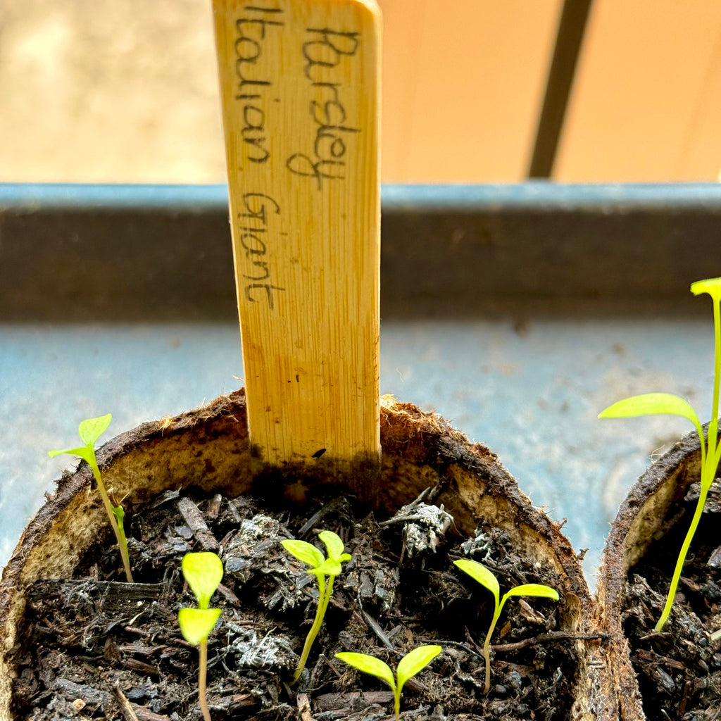 Close-up of young flat leaf parsley seedlings growing in a fibre pot with a bamboo plant label reading Parsley 'Italian Giant'.