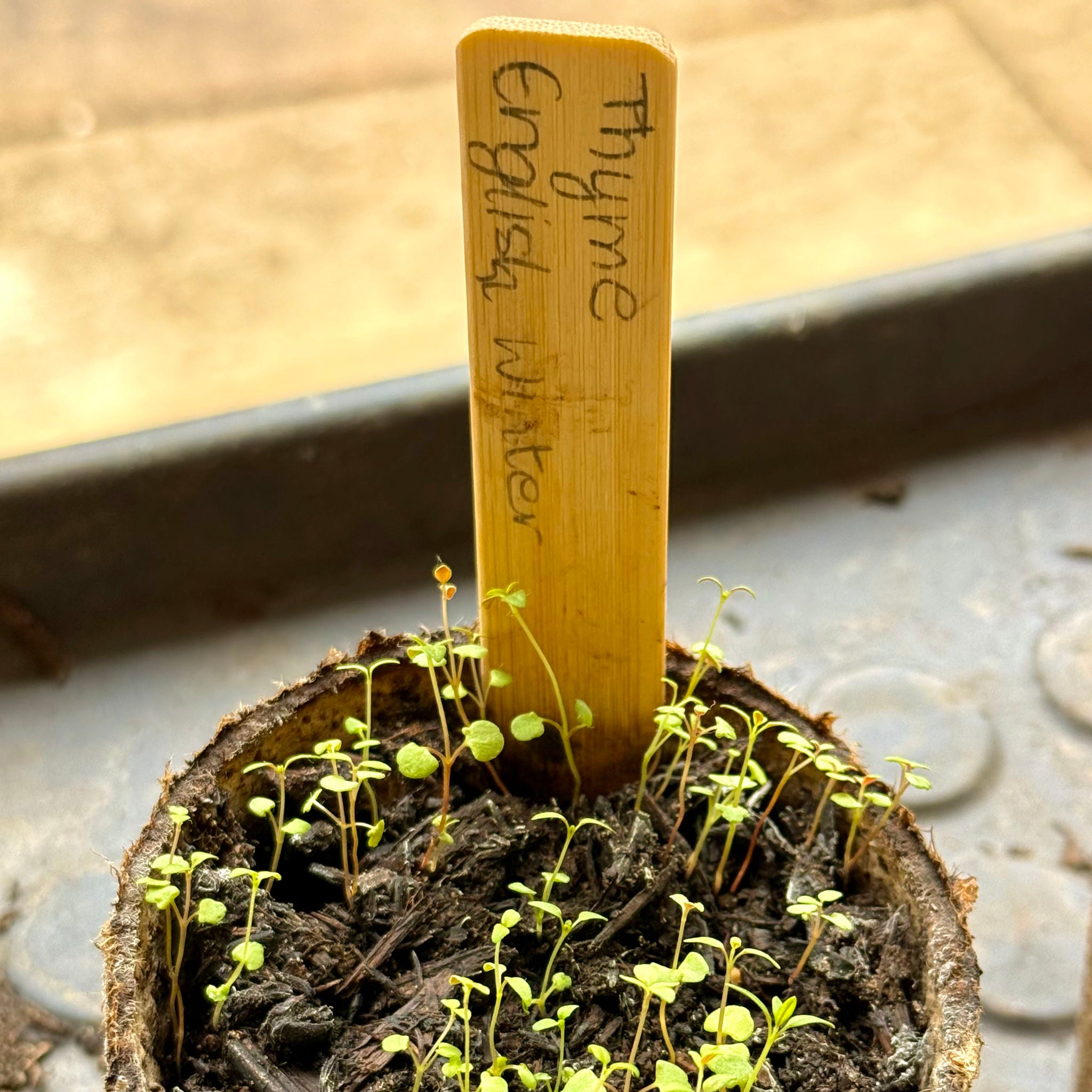 A close-up of small potted seedling plants with a wooden label reading 'Thyme English Winter' standing in dark soil. Young green thyme sprouts are growing in a biodegradable pot on a windowsill.