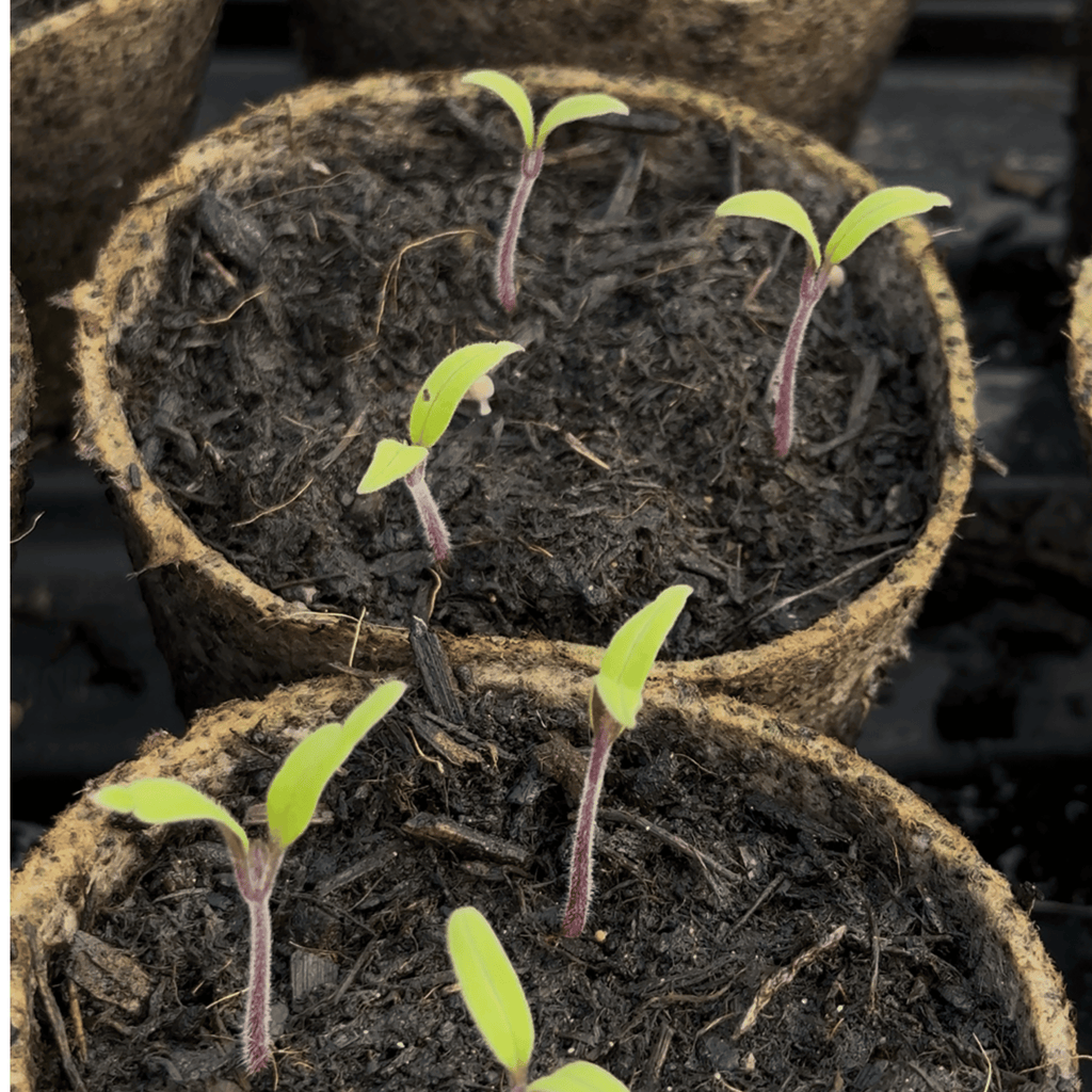 Tomato 'Tiny Temptations' F1 (Red) Dwarf Sweet Cherry Tomato Kit | The Big Veg