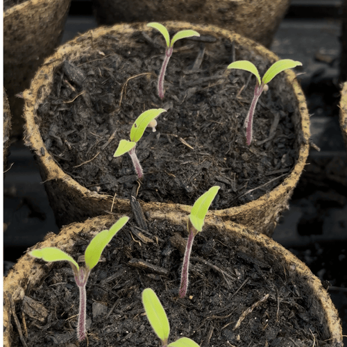 Tomato 'Tiny Temptations' F1 (Red) Dwarf Sweet Cherry Tomato Kit | The Big Veg
