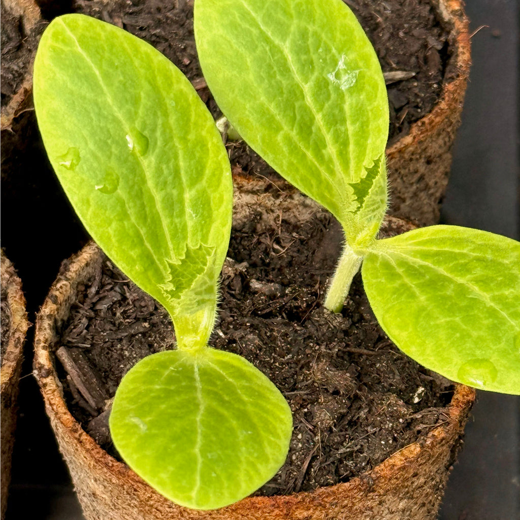 Courgette 'Atena Polka' F1 | The Big Veg