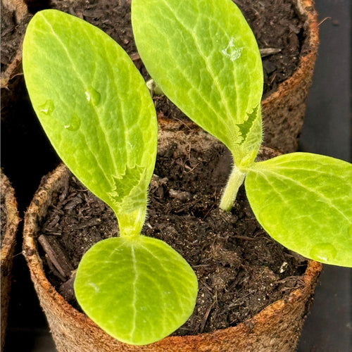 Courgette 'Atena Polka' F1 | The Big Veg